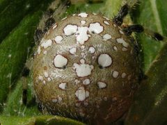 AraneusTrifolium3 by Smidon33. Used under a CC BY-SA 3.0 license.