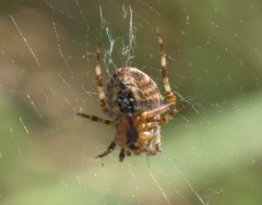 Araneus trifolium P1290041b by 
xpda. Used under a CC BY-SA 4.0 license.