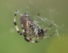 Araneus trifolium P1290069b by 
xpda. Used under a CC BY-SA 4.0 license.