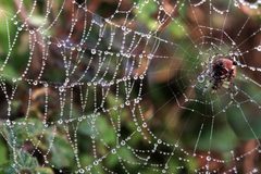 Araneus trifolium and its web with fog droplets at Twin Peaks in San Francisco by Brocken Inaglory. Used under a CC BY-SA 3.0 license.