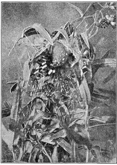 Common Spiders U.S. 402 Araneus trifolium by James Henry Emerton (1847 – 1931). Used under a Public domain license.