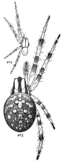 Common Spiders U.S. 403-4 Araneus trifolium by James Henry Emerton (1847 – 1931). Used under a Public domain license.