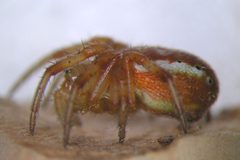 Araniella displicata1 by R.Siloaho. Used under a Copyrighted free use license.