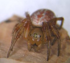 Araniella displicata2 by R.Siloaho. Used under a Copyrighted free use license.