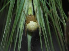 Araniella displicata P1000717a by 
xpda. Used under a CC BY-SA 4.0 license.