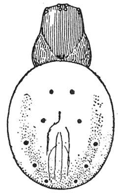 Common Spiders U.S. 405 Araniella displicata by James Henry Emerton (1847 – 1931). Used under a Public domain license.