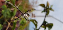 Argiope Argentata 2 by Quixote arg. Used under a CC BY-SA 4.0 license.