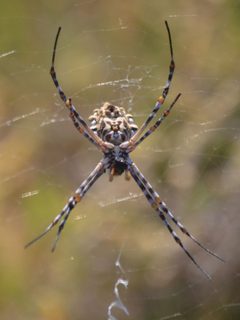 Argiope argentata - kerkennah by Majbri wael. Used under a CC BY-SA 4.0 license.