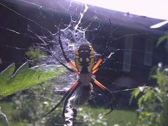 Argiope aurantia by Radtek67 at English Wikipedia. Used under a Public domain license.