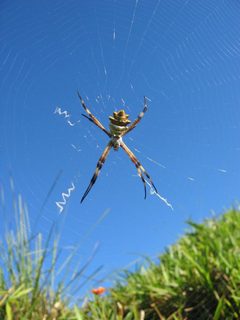 DirkvdM spider-1 by wikipedia. Used under a CC BY-SA 3.0 license.