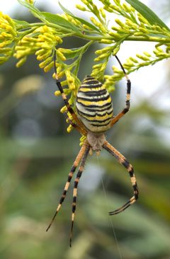 Argiope bruennichi 08Oct10 by 池田正樹 (talk) masaki ikeda. Used under a Public domain license.