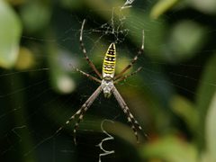 Argiope bruennichi QXGA by Laitche. Used under a Public domain license.