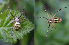 Argiope bruennichi dorsal ventral by wikipedia. Used under a CC BY-SA 3.0 license.