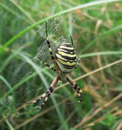 Argiope bruennichi ventral by wikipedia. Used under a CC BY-SA 3.0 license.