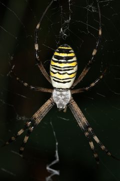 Wespenspinne Argiope bruennichi 3 by Holger Krisp. Used under a CC BY 4.0 license.