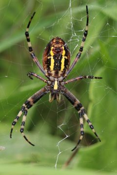 Wespenspinne Argiope bruennichi ventral by Holger Krisp. Used under a CC BY 3.0 license.