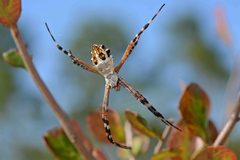 Flickr - ggallice - Silver Argiope by Geoff Gallice from Gainesville, FL, USA. Used under a CC BY 2.0 license.