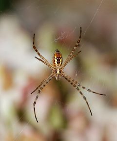 Argiope July 2012-2 by Alvesgaspar. Used under a CC BY-SA 3.0 license.