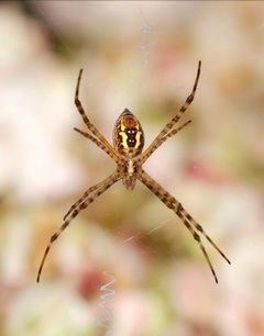 Argiope July 2012-3 by Alvesgaspar. Used under a CC BY-SA 3.0 license.
