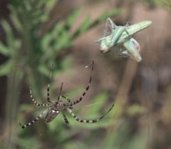 Argiope trifasciata P1300004b by 
xpda. Used under a CC BY-SA 4.0 license.