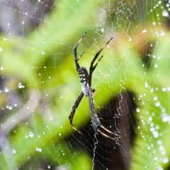 Argiope trifasciata kauaiensis by Ken-ichi Ueda. Used under a CC BY 4.0 license.