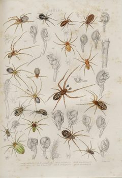 BlackwallSpidersPlateXXV by John Blackwall. Used under a Public domain license.