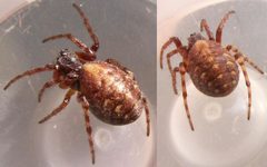 Cercidia prominens1 by Markku A. Huttunen. Used under a Copyrighted free use license.