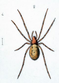 Cercidia prominens female by Leon Becker. Used under a Public domain license.