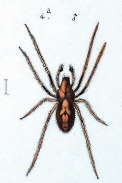 Cercidia prominens male by Leon Becker. Used under a Public domain license.
