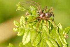 Philodromus sp. 3-.lindsey by James K. Lindsey. Used under a CC BY-SA 3.0 license.