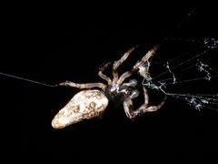 Cyclosa caroli by John P Friel. Used under a CC BY 4.0 license.