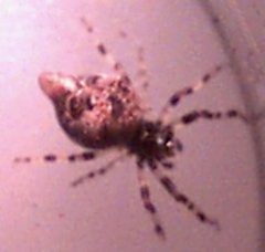 Cyclosa conica by Patrick0Moran at English Wikipedia. Used under a GFDL license.