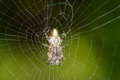 Cyclosa conica 2 by Dariusz Kowalczyk. Used under a CC BY-SA 4.0 license.