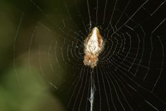 Cyclosa conica 3 by Dariusz Kowalczyk. Used under a CC BY-SA 4.0 license.