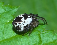 Cyclosa conica P1050180a by 
xpda. Used under a CC BY-SA 4.0 license.