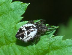 Cyclosa conica P1050181b by 
xpda. Used under a CC BY-SA 4.0 license.