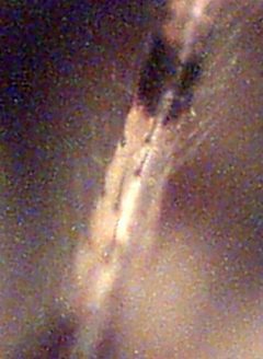 Cyclosa leg by Patrick0Moran at English Wikipedia. Used under a GFDL license.