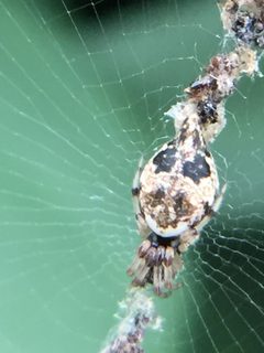 Cyclosa turbinata by achang. Used under a CC BY-SA 4.0 license.