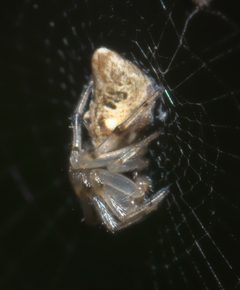 Cyclosa turbinata P1020649a by 
xpda. Used under a CC BY-SA 4.0 license.
