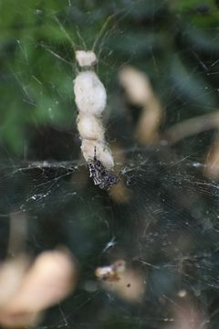 Servian - Cyrtophora citricola 02 by Tylwyth Eldar. Used under a CC BY-SA 4.0 license.