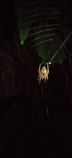 Eriophora edax 245438091 by STEVEN PEREZ. Used under a CC BY 4.0 license.