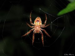 Eriophora edax 255409510 by Célio Moura Neto. Used under a CC BY 4.0 license.