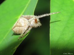 Eriophora edax 256105366 by Célio Moura Neto. Used under a CC BY 4.0 license.