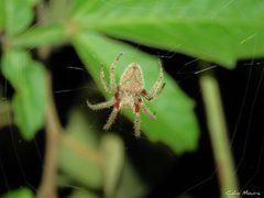 Eriophora edax 256106581 by Célio Moura Neto. Used under a CC BY 4.0 license.