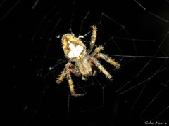 Eriophora edax 256106927 by Célio Moura Neto. Used under a CC BY 4.0 license.