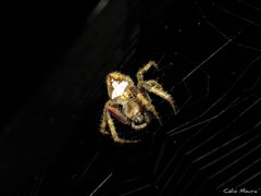 Eriophora edax 256106937 by Célio Moura Neto. Used under a CC BY 4.0 license.