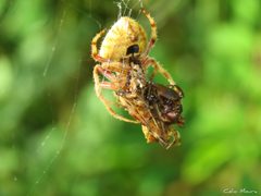 Eriophora edax 266294293 by Célio Moura Neto. Used under a CC BY 4.0 license.