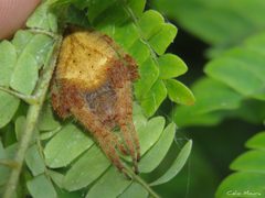 Eriophora edax 268462035 by Célio Moura Neto. Used under a CC BY 4.0 license.