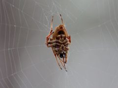 Eriophora ravilla 244852823 by Lauren McLaurin. Used under a CC BY 4.0 license.