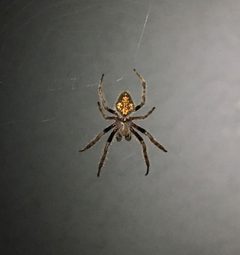Eriophora ravilla 254261981 by Sterling Herron. Used under a CC0 license.